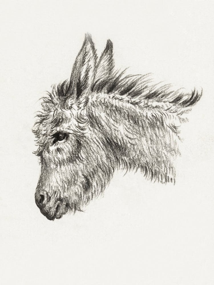 Head Of A Donkey (1818), Jean Bernard