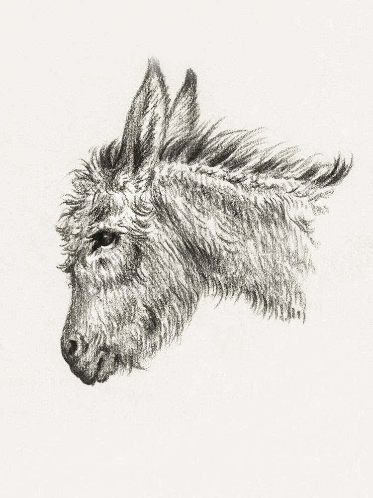 Head Of A Donkey (1818), Jean Bernard