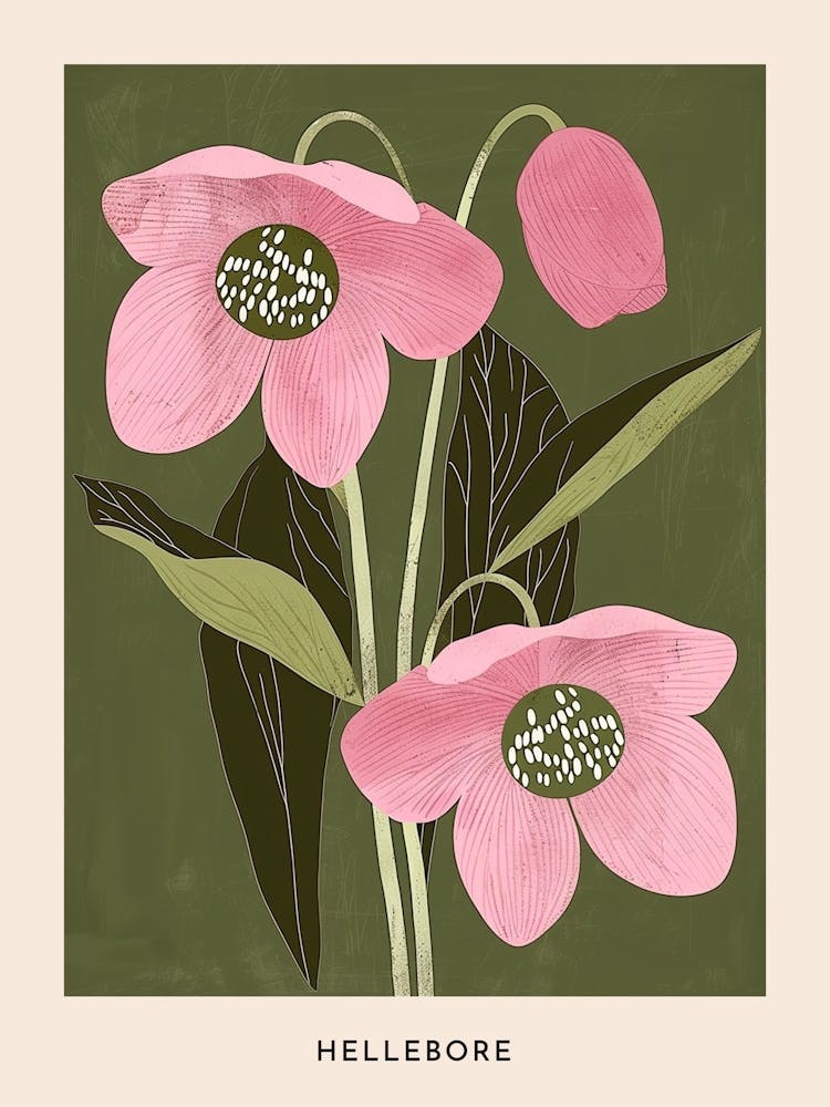 Pink & Green Hellebore 1 Flower Poster
