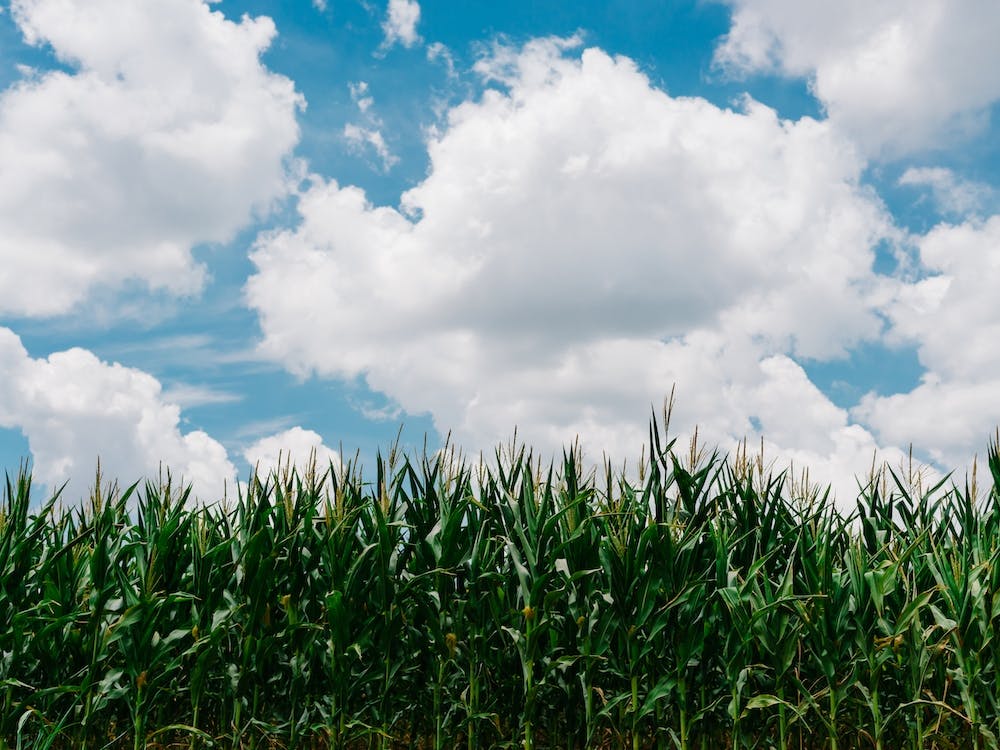 Rural Corn Fields III