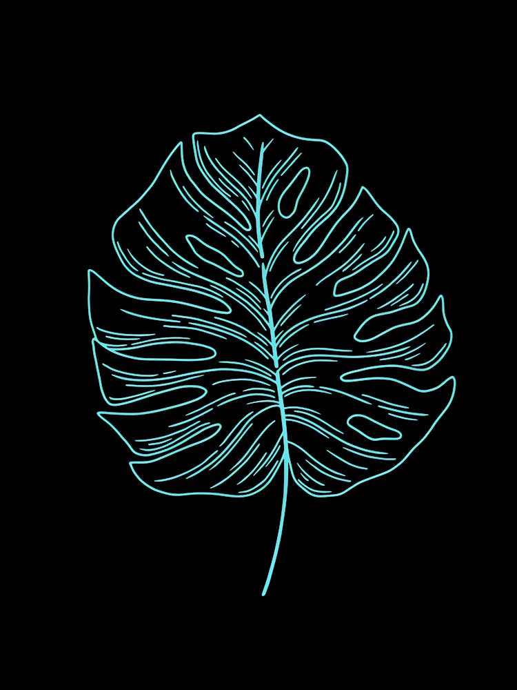 Monstera Leaf Vector Illustration