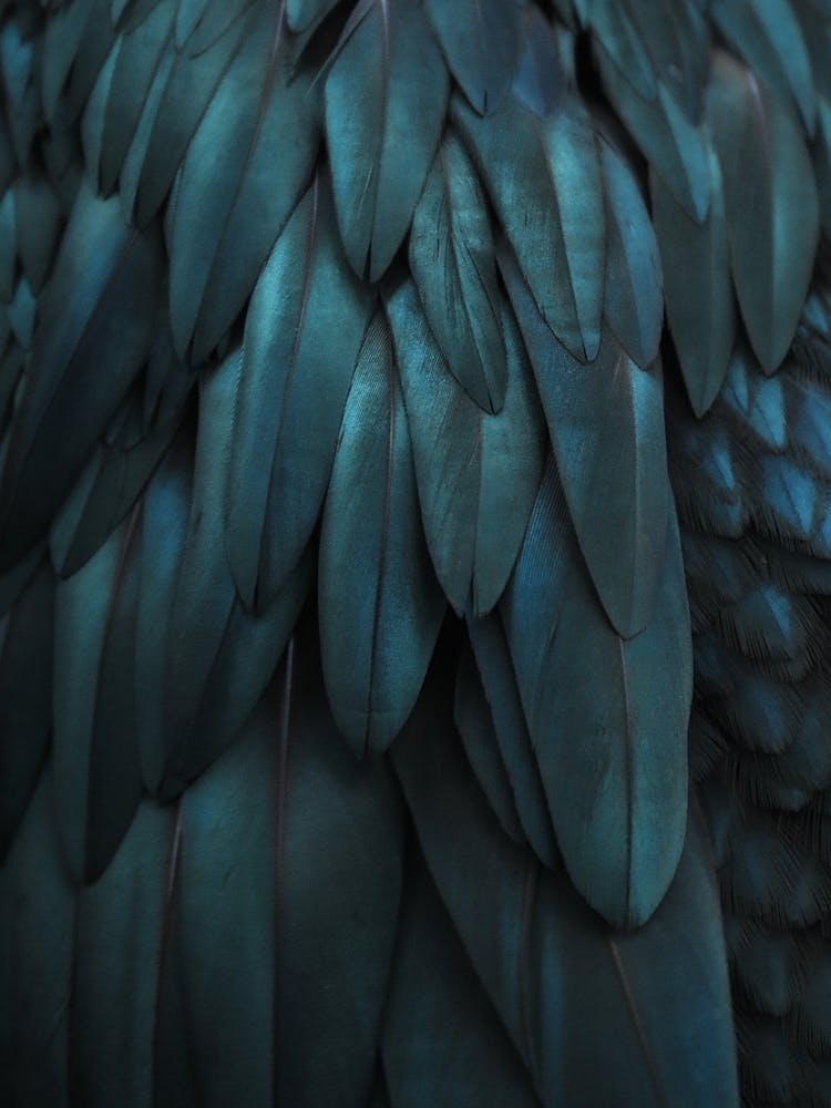 Dark Feathers in