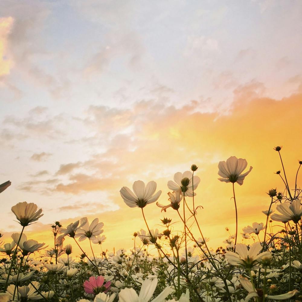Sunset In A Field Of Flowers