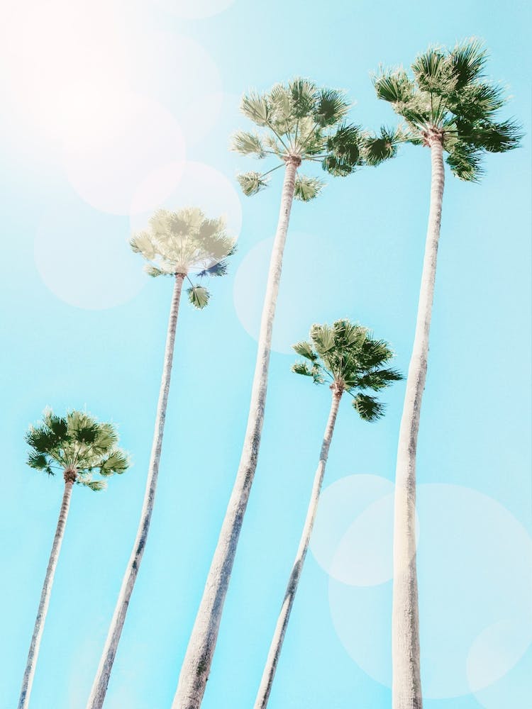 Summer Palms