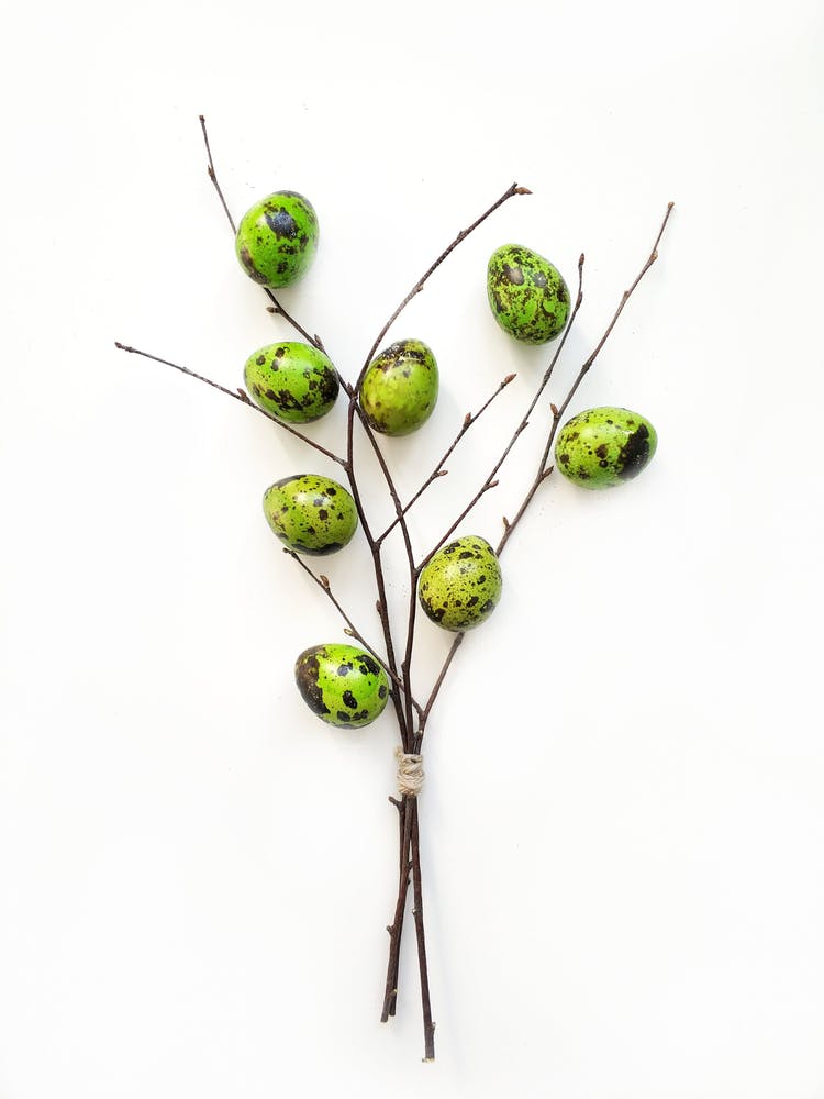 Green Eggs On A Branch