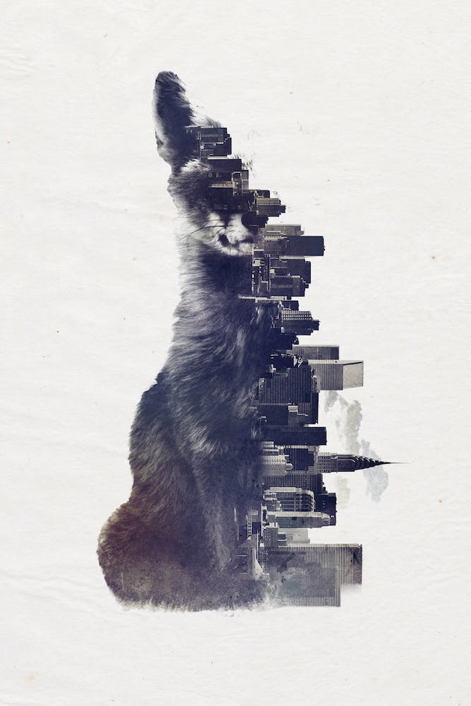 Fox From The City