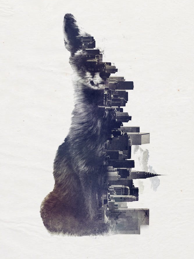Fox From The City