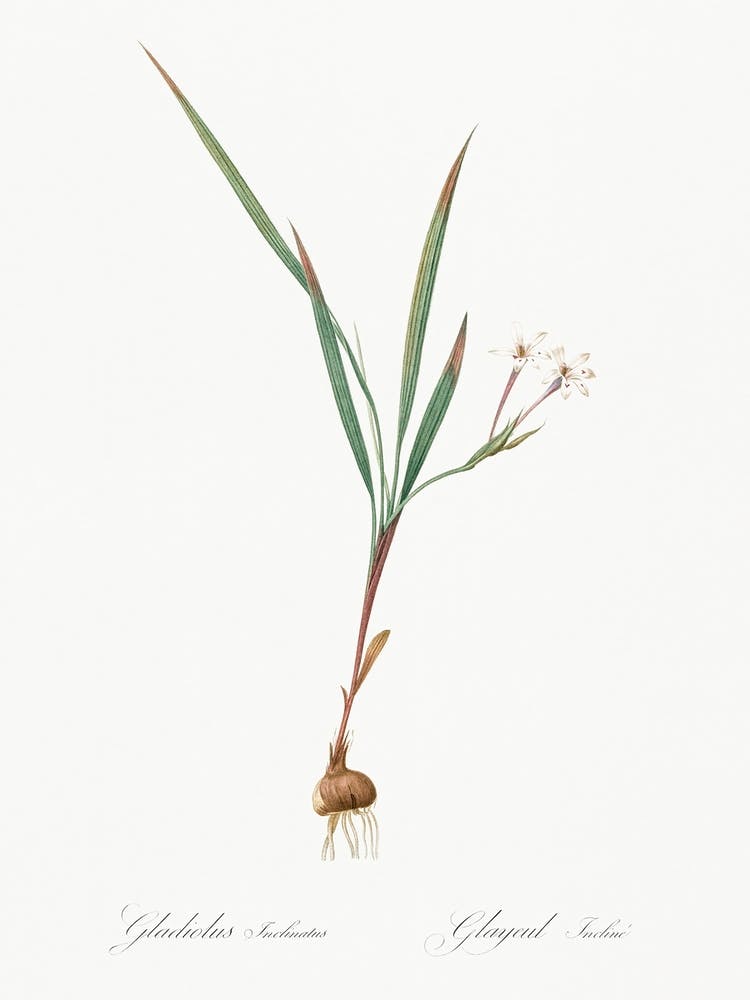 Gladiolus Inclinatus Illustration From Les Liliacées (1805), Pierre Joseph Redoute