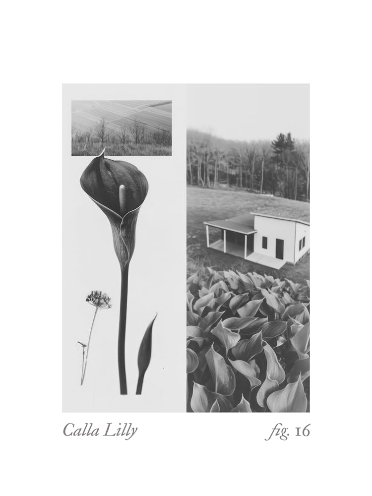 Calla-Lilie Botanische Collage 4