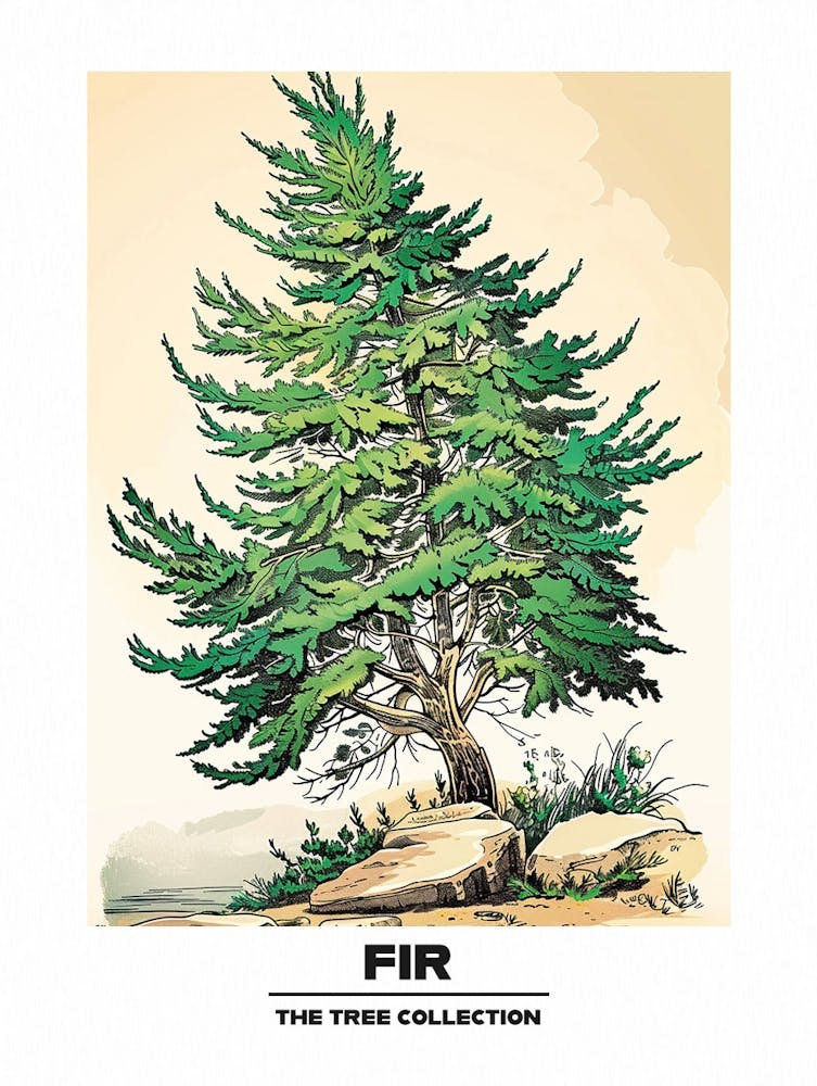Fir Tree Storybook Illustration 1 Poster