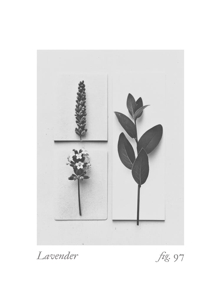 Lavender Botanical Collage 3