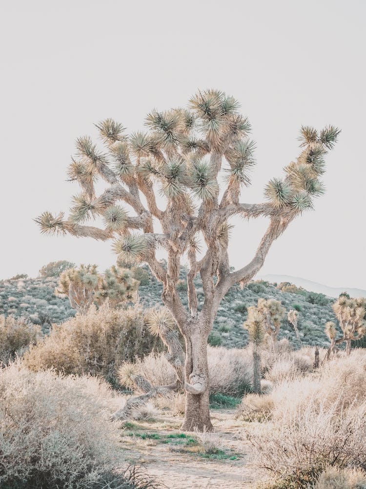 Joshua Tree Boulder