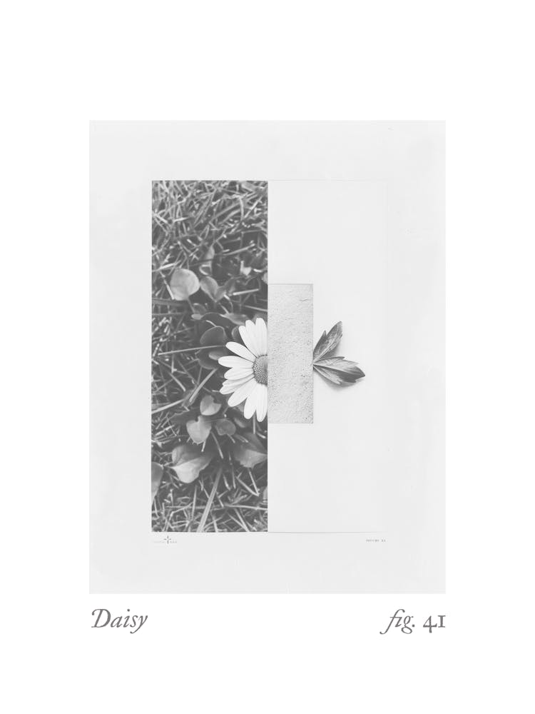 Daisy Botanical Collage 2
