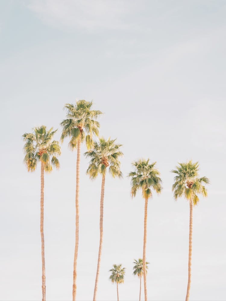 Socal Palm Trees