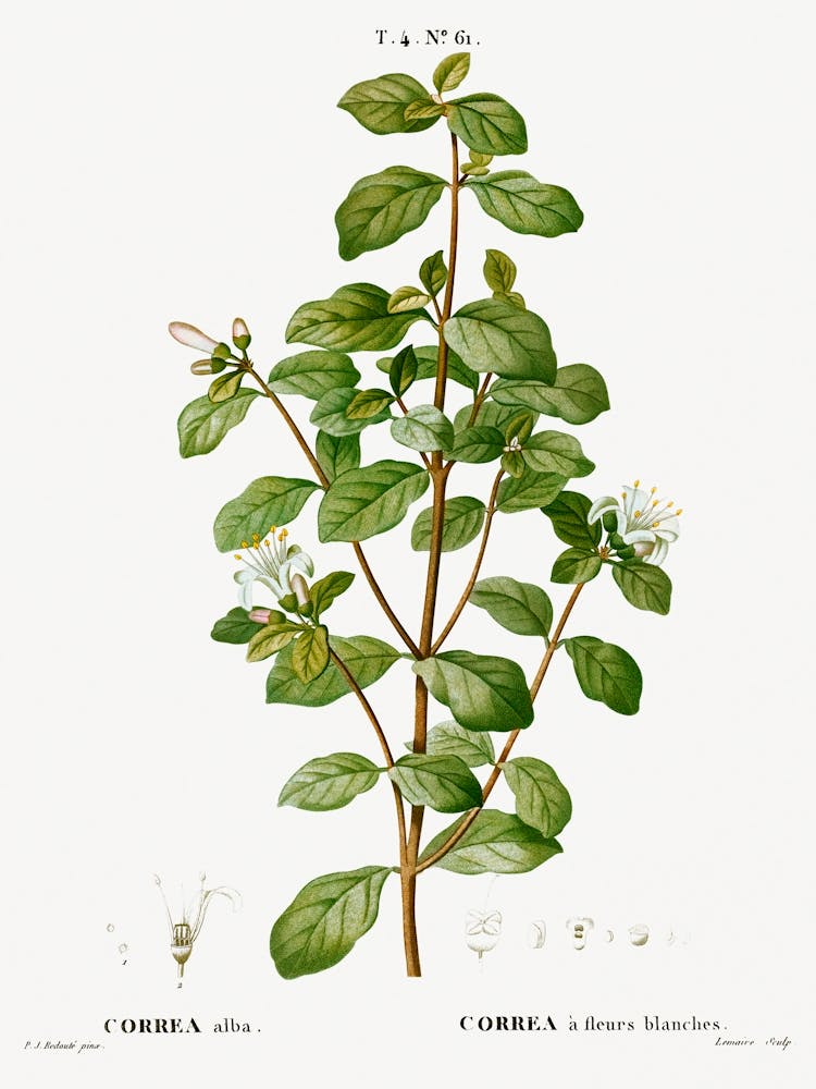 Correa Blanche, Pierre Joseph Redoute