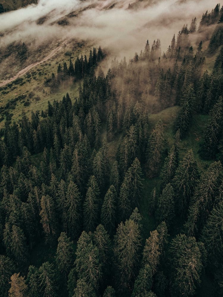 Calm Mornings, Édition 2