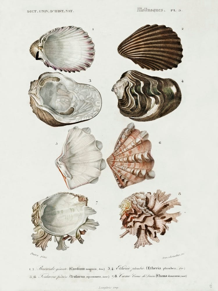 Different Types Of Mollusks, Charles Dessalines D'Orbigny 3