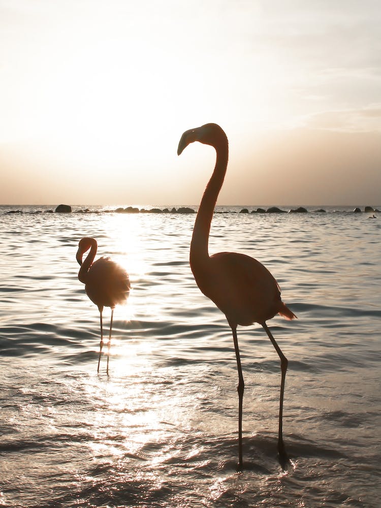 Flamingos bei Sonnenuntergang