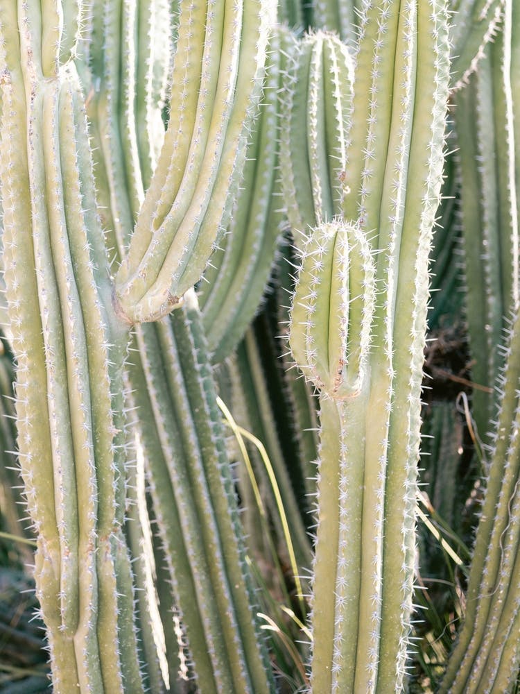 Cacti Vibes