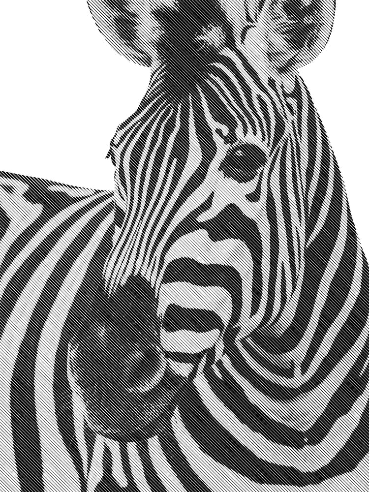 Zebra Line Art