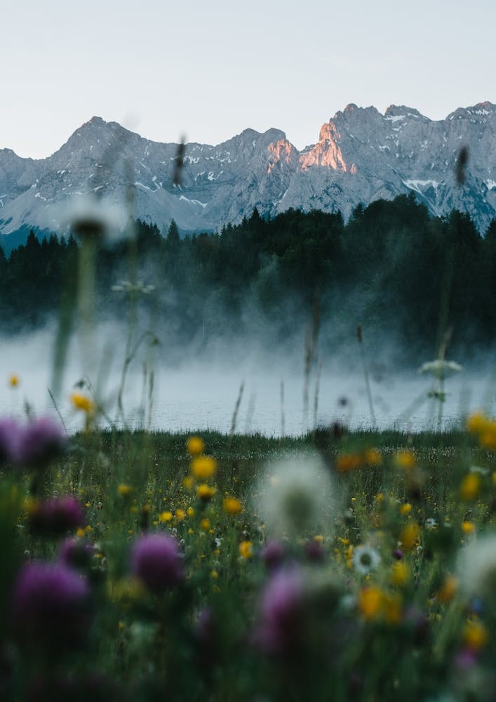Blumen und ein Sonnenaufgang in den Alpen