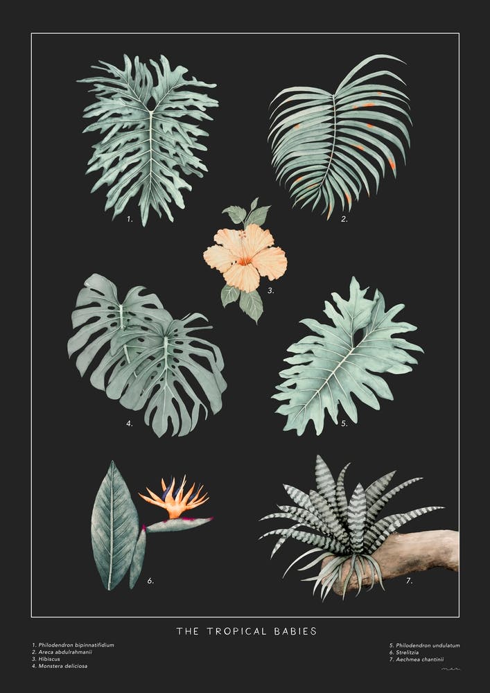The Tropical Babies Black 2
