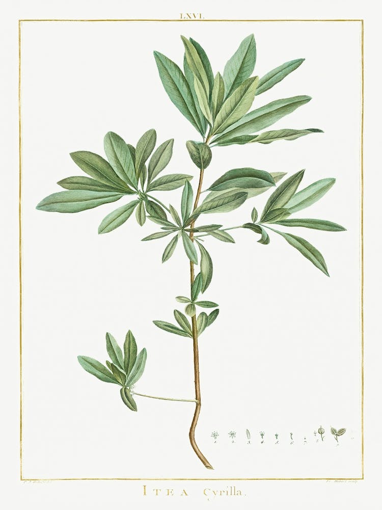 Itea Cyrilla Image From Stirpes Novae Aut Minus Cognitae (1784), Pierre Joseph Redoute
