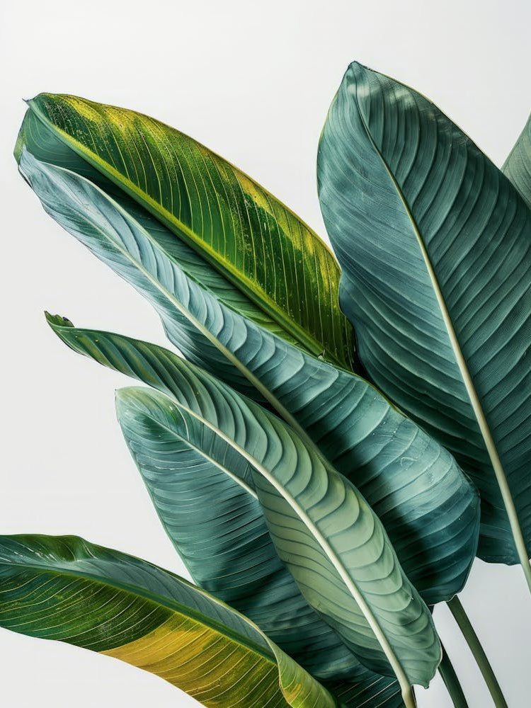 Tropical Leaves On White Background 1