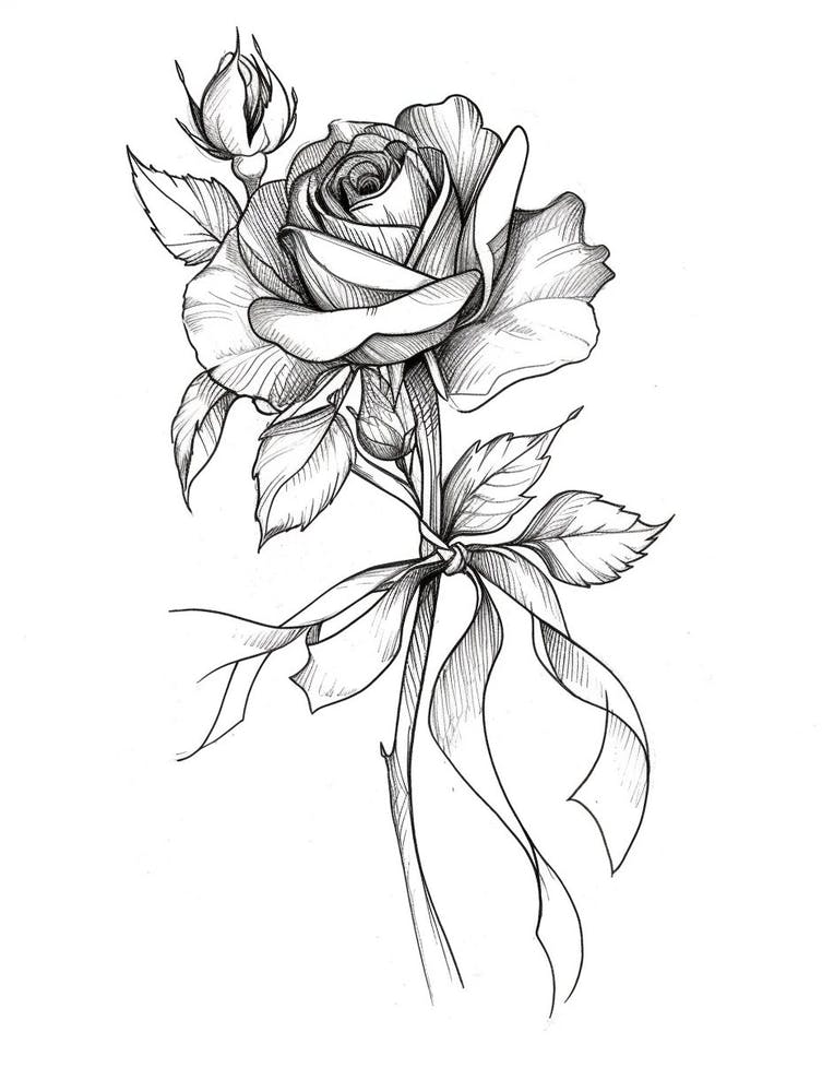 English Rose Black And White Line Drawing 23