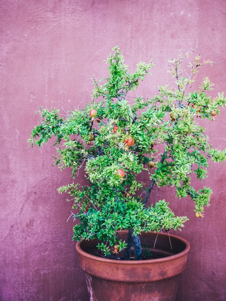 Pomegranate Tree