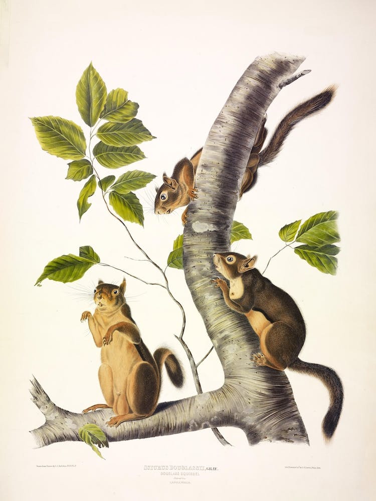 Douglass'S Squirrel, John James Audubon