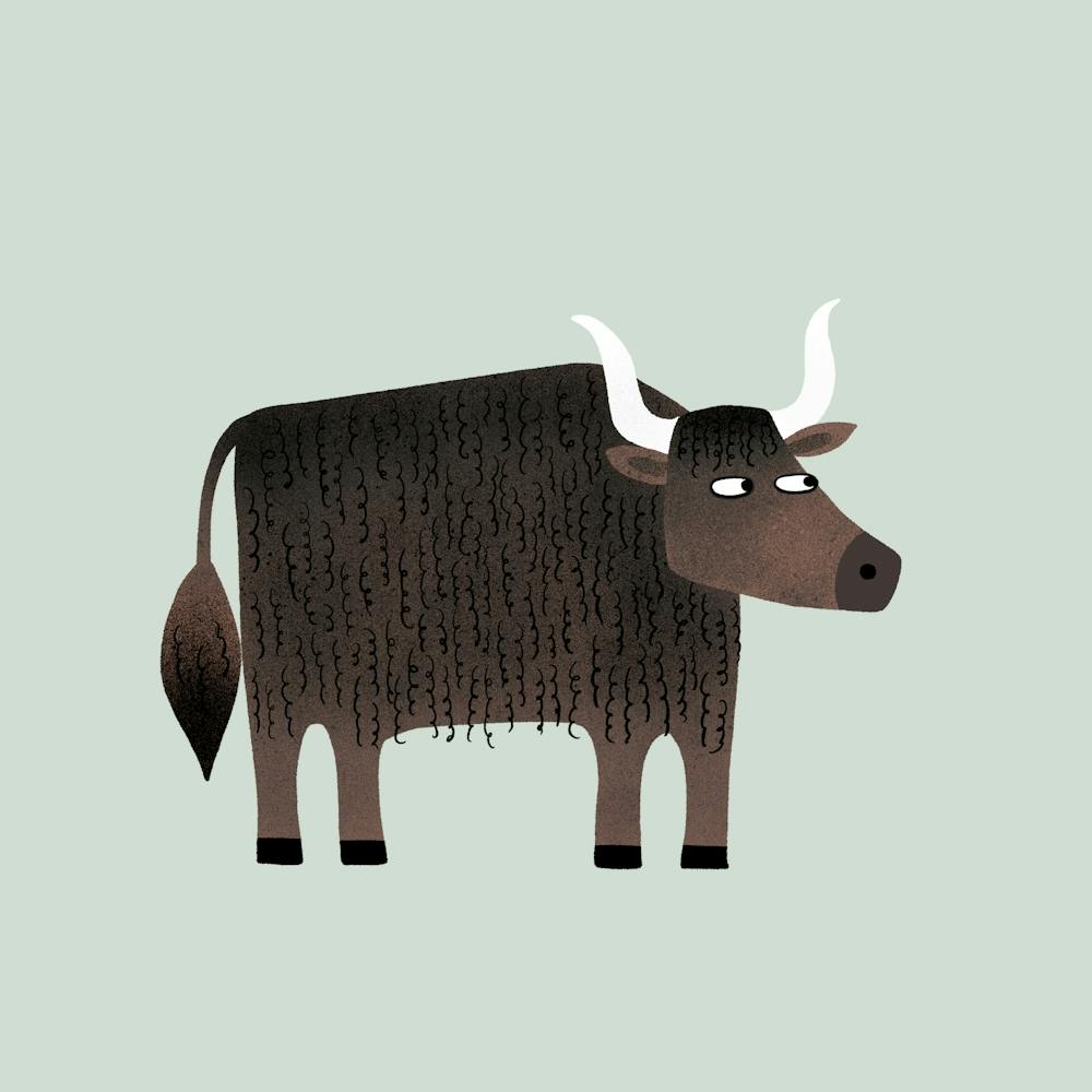 Yak Looking Puzzled