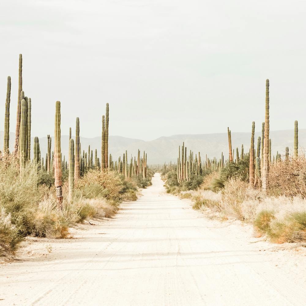 Cactus Lined Dirt Road Square