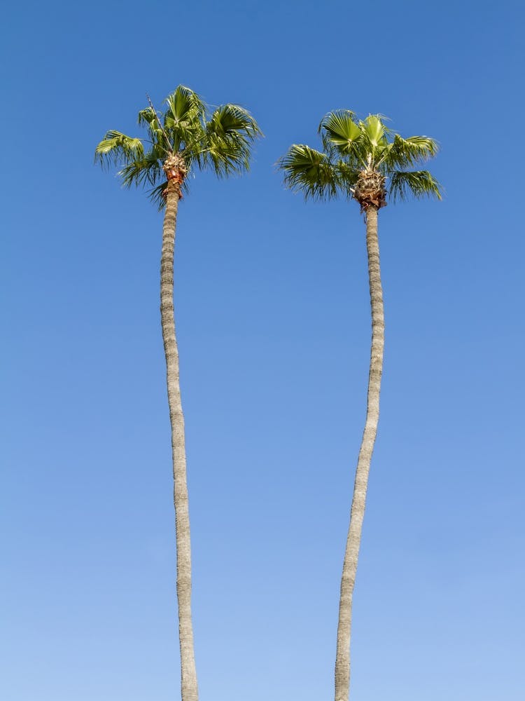 Idyllic Palm Trees