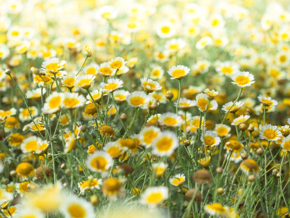 Field Of Daisies