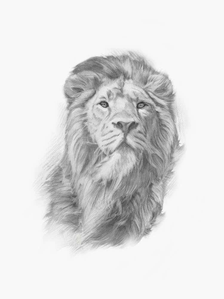 Lion Handrawn Black And White