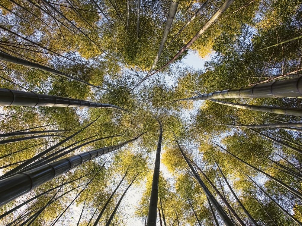 Bamboo Forest