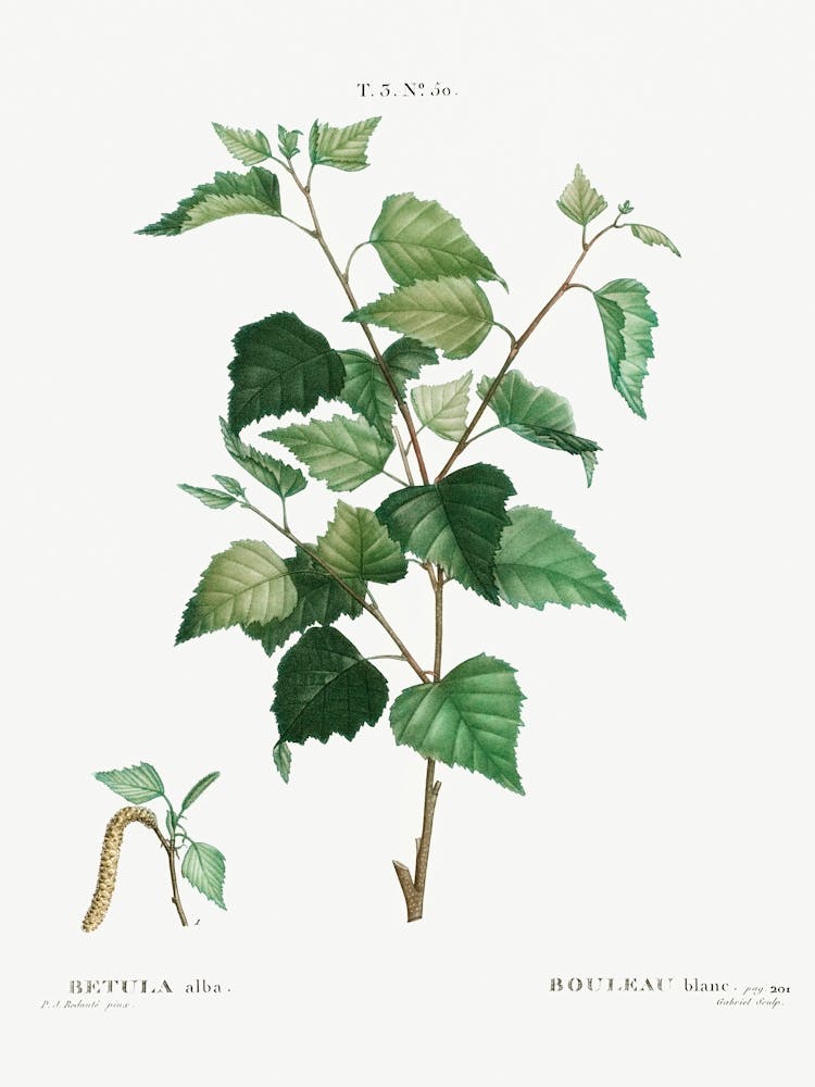 Silver Birch, Pierre Joseph Redoute