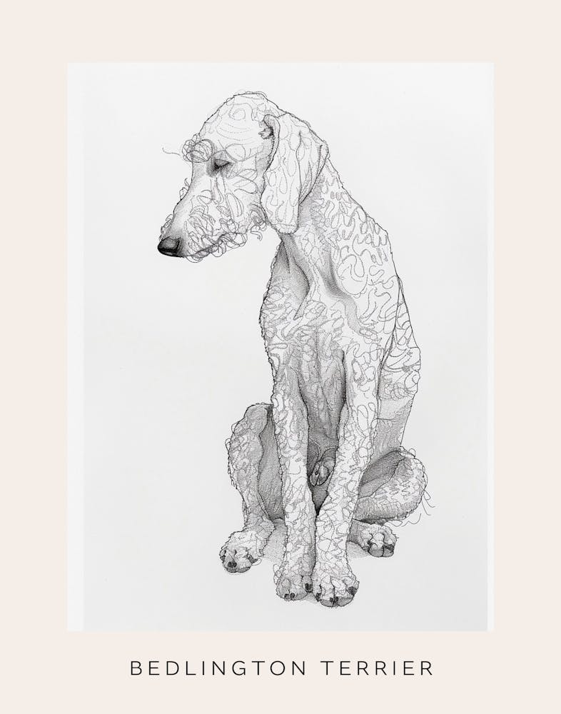Bedlington Terrier Dog Line Sketch 2 Poster