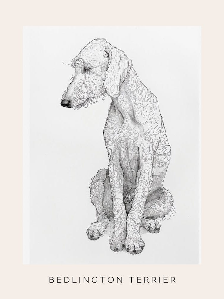 Bedlington Terrier Dog Line Sketch 2 Poster