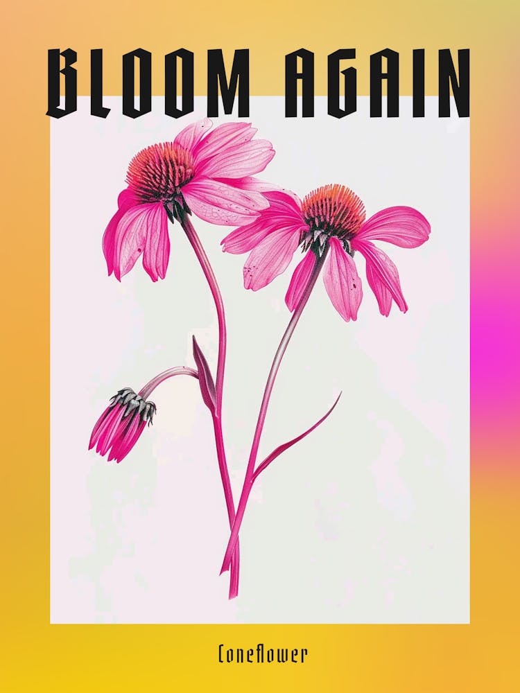 Hot Pink Coneflower Poster