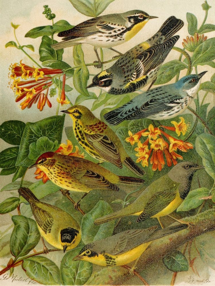 Birds On A Branch
