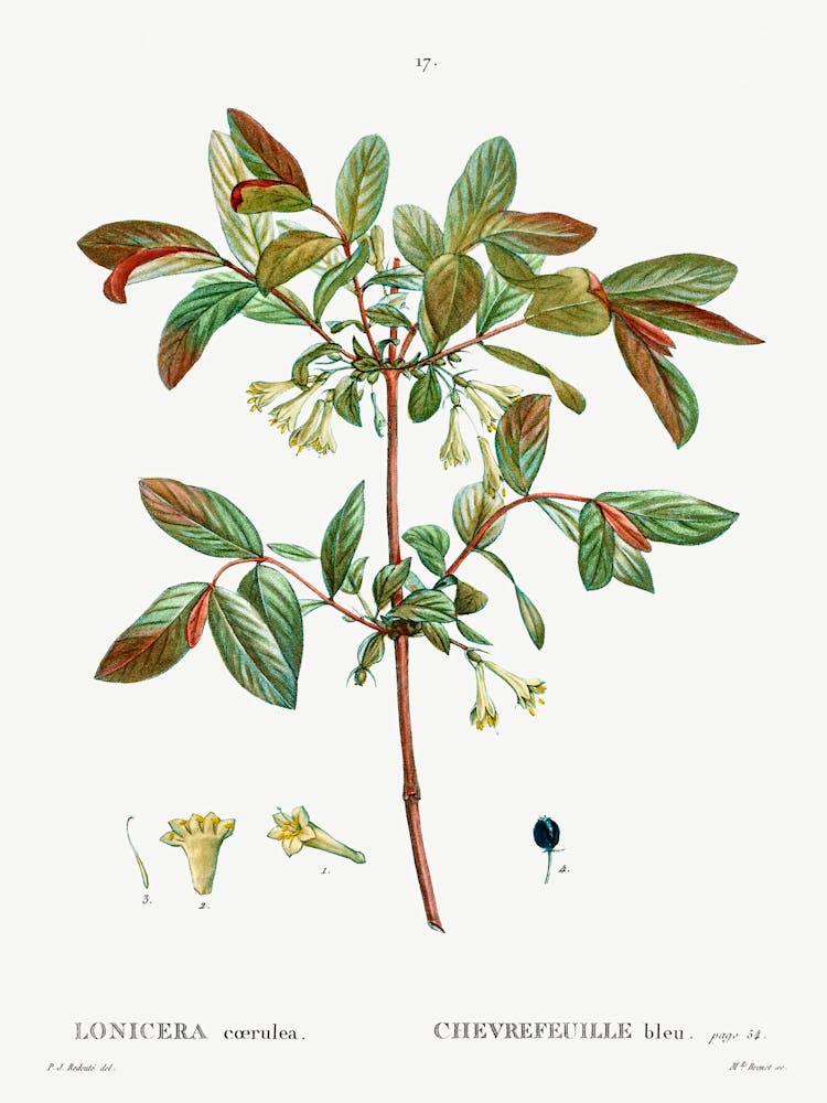 Honeyberry, Pierre Joseph Redoute