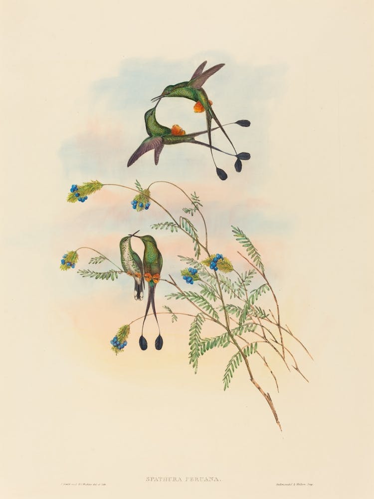 Hummingbirds 1