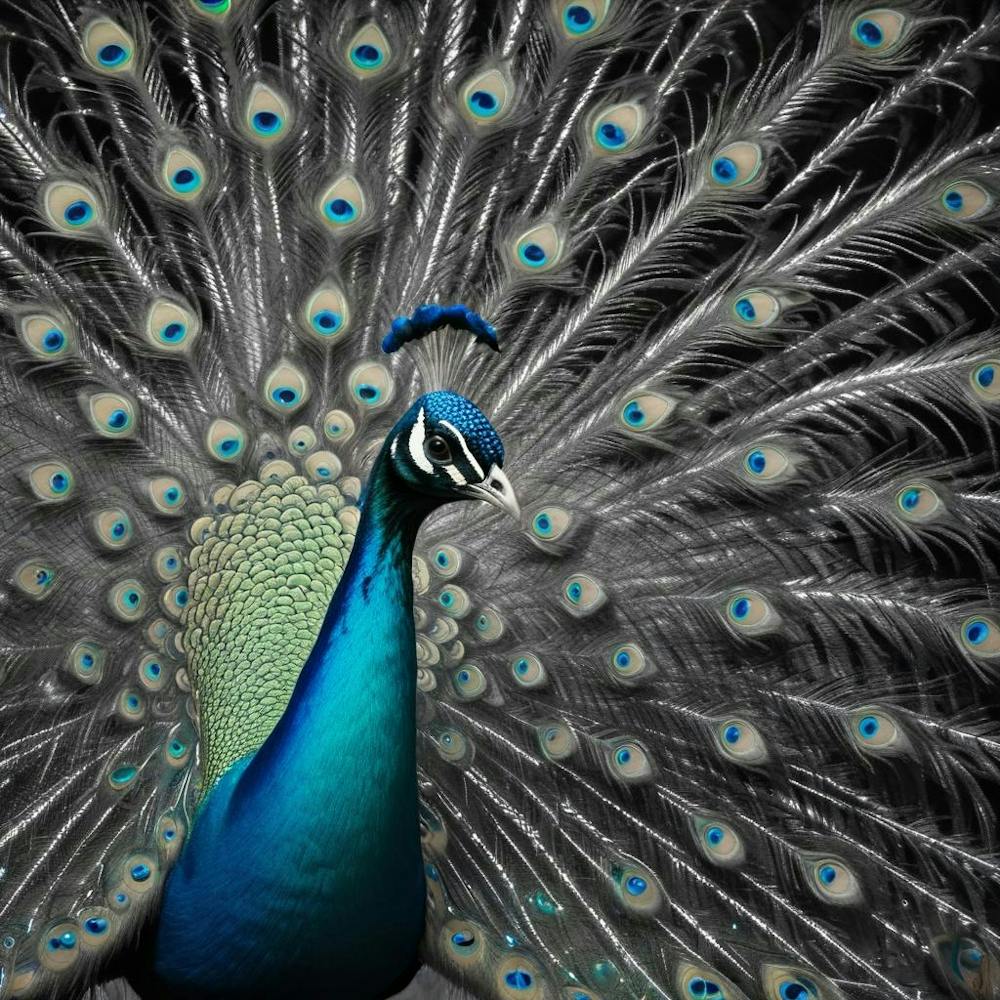 Wild Art 245