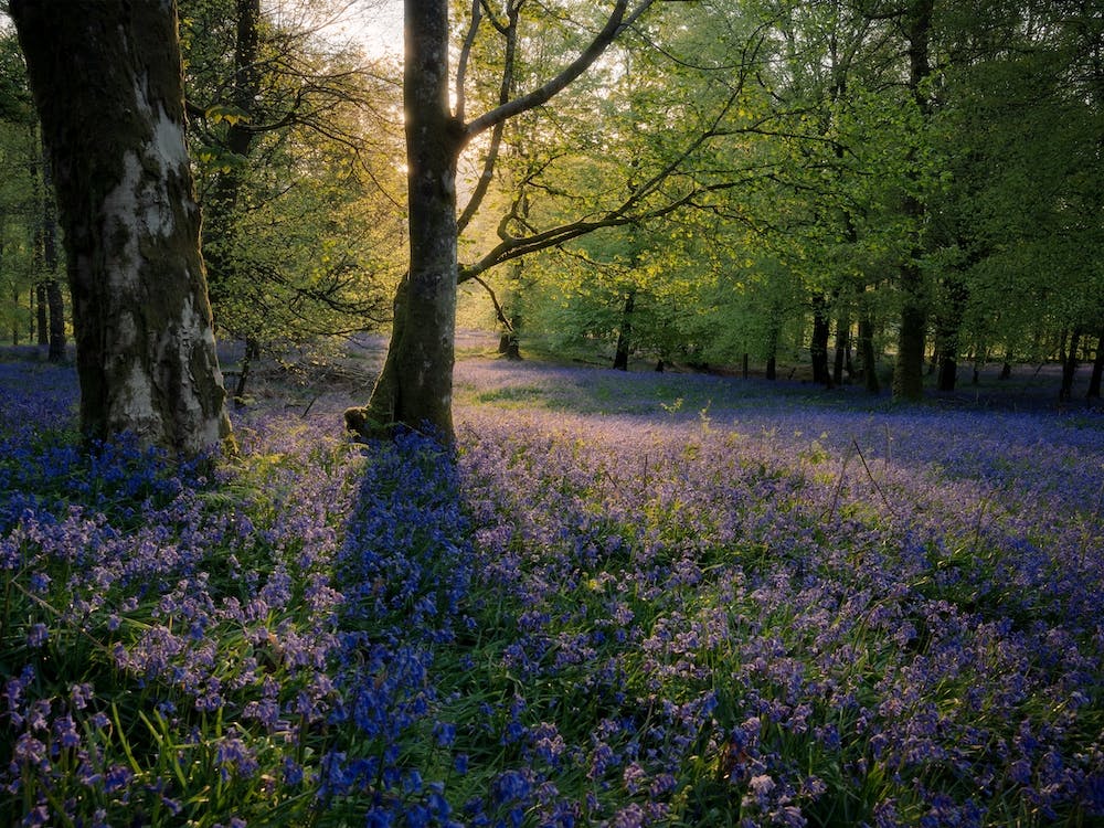 Purple Flower Floor