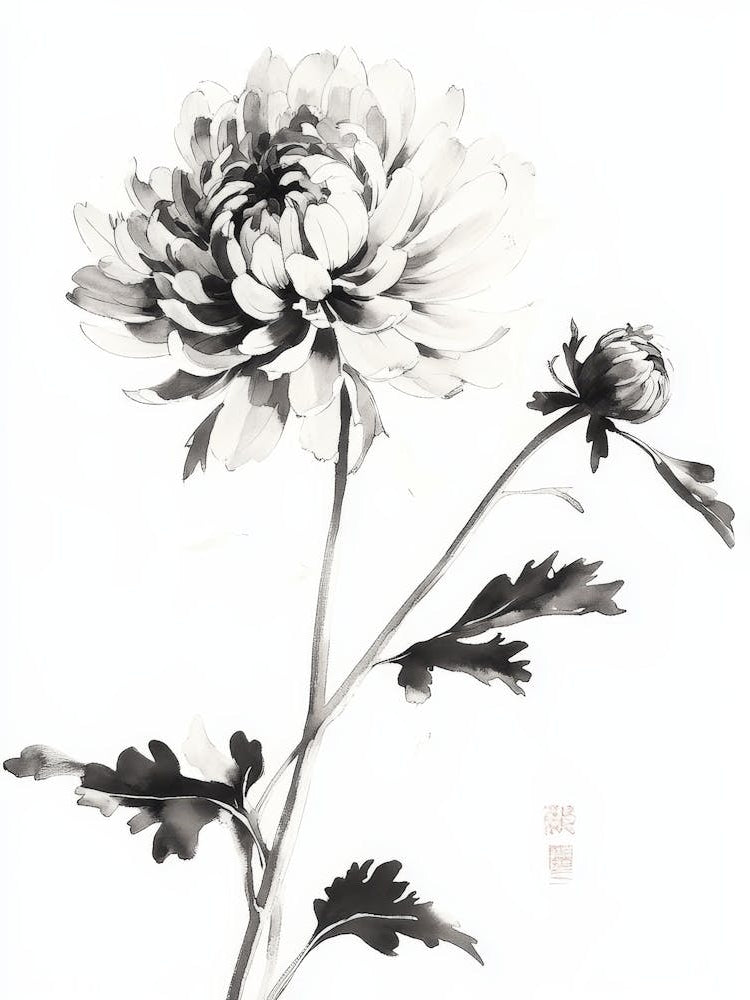 Ink Illustration Of Flower, Blooming Chrysanthemum 1