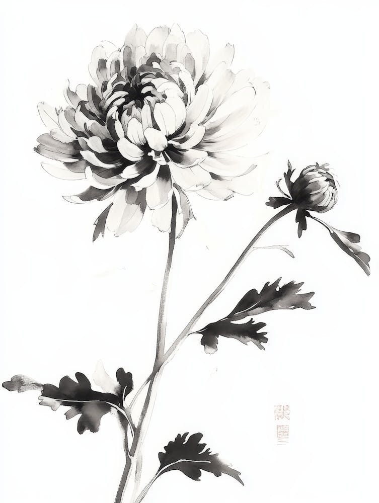 Ink Illustration Of Flower, Blooming Chrysanthemum 1