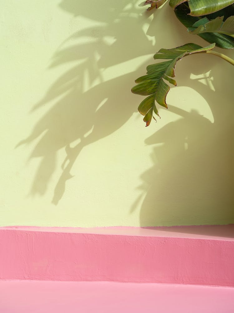 Pink Floor Green Wall Tropical Leafs Shadows