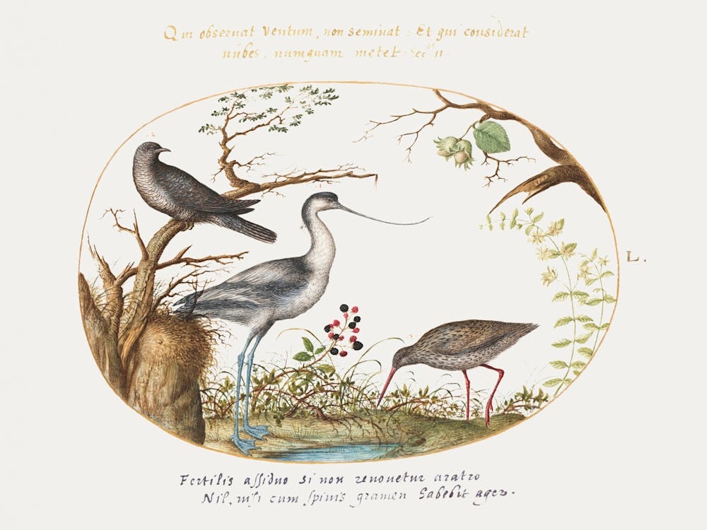 Avocet With Two Other Birds (1575–1580), Joris Hoefnagel
